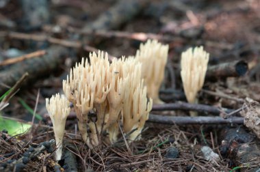 Eski bir kütüğün üzerinde Ramaria stricta mantarı