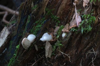 Yeşil bir çimenlikte mantar (Mutinus ravenelii)