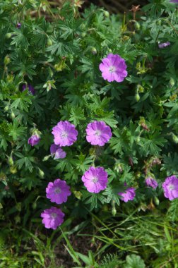 Sardunya çiçekleri yakın çekim yerel odak