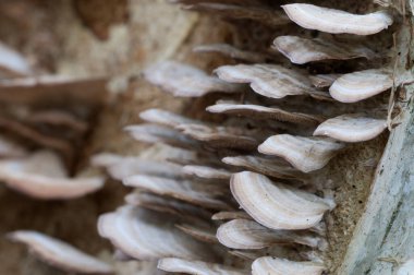 Trichaptum biforme parazit mantarları, yakın çekim.