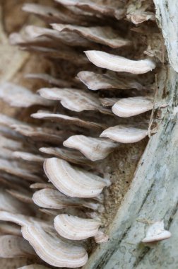 Trichaptum biforme parazit mantarları, yakın çekim.