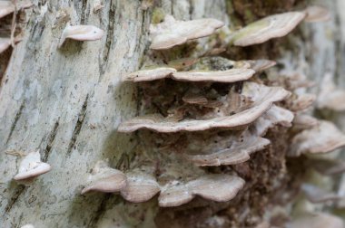 Trichaptum biforme parazit mantarları, yakın çekim.
