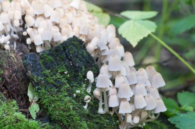 Yeşil yosunlu bir kütük üzerinde mantarlar (Coprinus yayılımı)