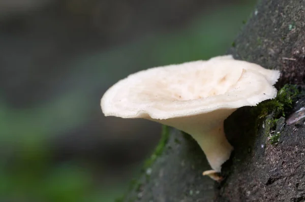 Polyporus Tuberaster Pilz Wald Nahaufnahme — Stockfoto