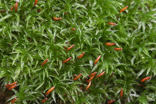 Yosun (Atrichum undulatum) yerel odak noktasını kapat