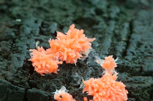 Grzyby Pleśń Śluzowa Tubifera Ferruginosa Starym Pniu — Zdjęcie stockowe