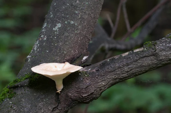 Seta Polyporus Tuberaster Bosque Disparo Cerca —  Fotos de Stock