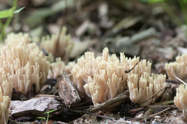 Ramaria Stricta Grzyby Starym Kikucie — Zdjęcie stockowe