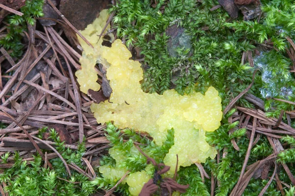 Cogumelos Ceratiomyxa Fruticulosa Toco Velho — Fotografia de Stock