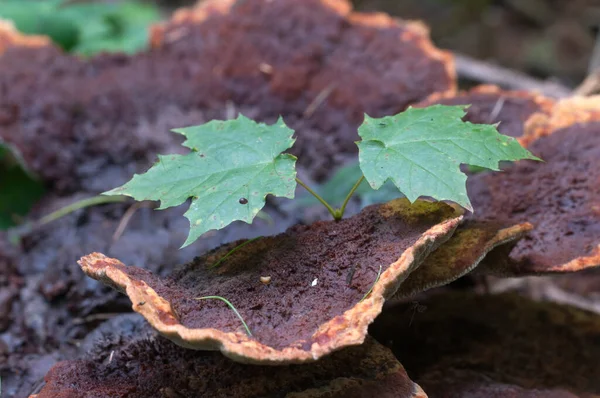 Мусорный Гриб Oderma Applanatum — стоковое фото