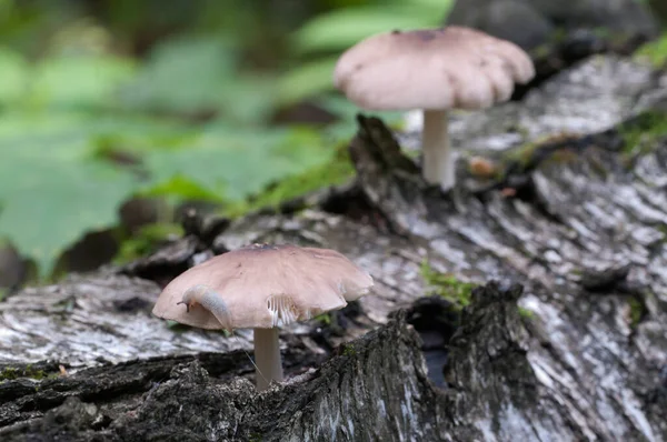 Гриб Оленя Pluteus Cervinus Возле Пня Березы — стоковое фото