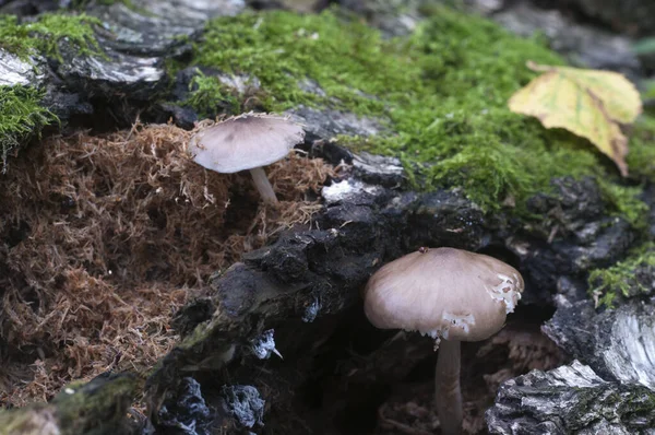 Deer Mushroom Pluteus Cervinus Birch Tree Stump — Stock Photo, Image