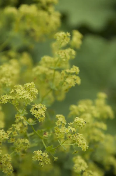 Alchemilla Mollis Lady Mantle Flowers Close Shot — Stock Photo, Image