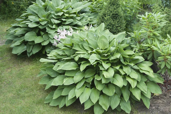 Hosta Rostlina Dekorativní Formální Zahradě — Stock fotografie