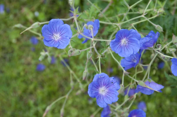 Flores Gerânio Perto Tiro Foco Local — Fotografia de Stock