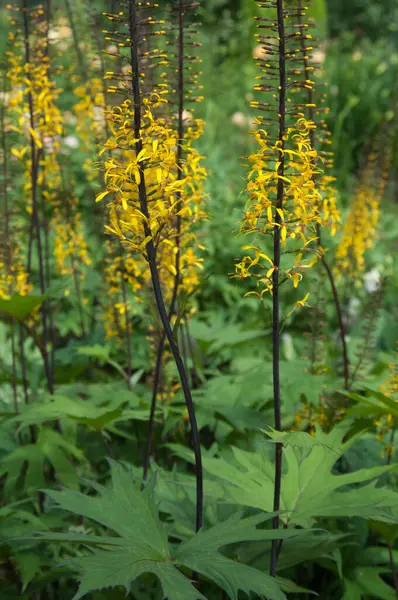 リグーリア州のPrzewalskii PrzewalskiのLeopardplant の花がクローズアップされました — ストック写真
