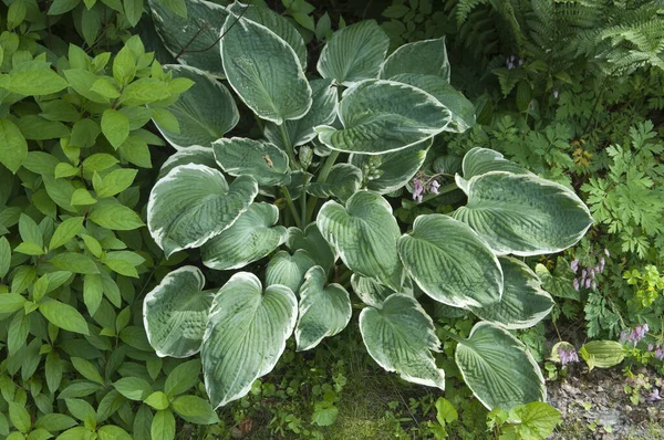 Hosta Pflanze Einem Dekorativen Formalen Garten — Stockfoto