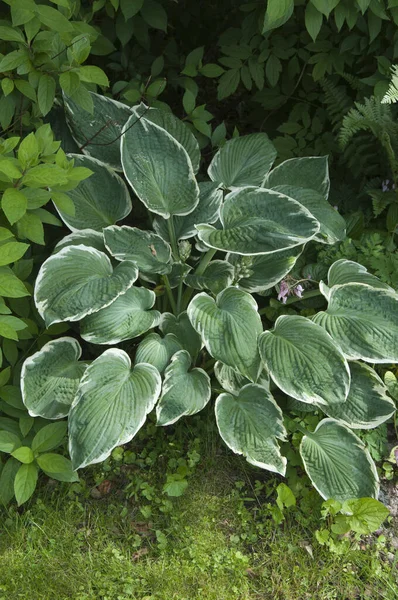 Hosta Pflanze Einem Dekorativen Formalen Garten — Stockfoto