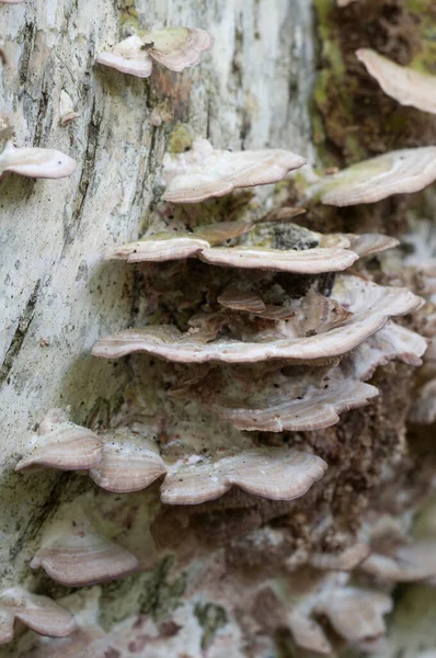 Грибы Trichaptum Biforme Parpete Выстрел Крупным Планом — стоковое фото