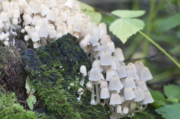 Las Setas Coprinus Diseminatus Sobre Tocón Musgo Verde —  Fotos de Stock