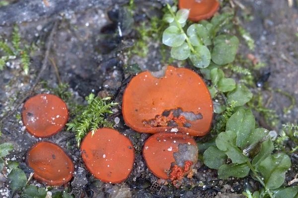 Scutellinia Champignon Gros Plan Mise Point Locale — Photo