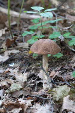 Huş ağacı sonbaharda orman çimlerinde mantar topluyor.