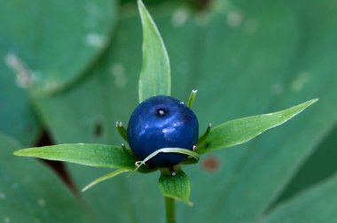  Paris kuadrifolia bitkisi, yerel odağı kapat