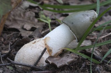 Phallus impudicus (yaygın kokuşmuş) sonbahar yapraklarında mantar