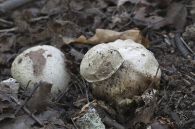 Phallus impudicus (yaygın kokuşmuş) sonbahar yapraklarında mantar