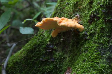 Ormanın tavuğu (Laetiporus sulphureus), yakın plan