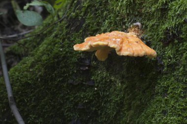 Ormanın tavuğu (Laetiporus sulphureus), yakın plan