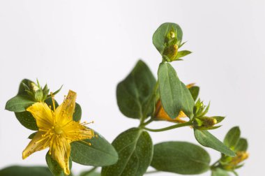 Aziz John 's otu (Hypericum perforatum) çiçeği, kapat