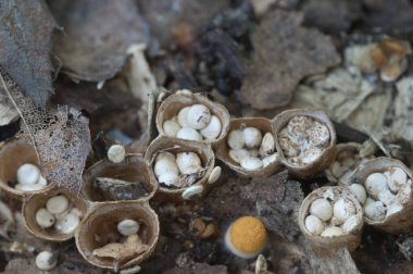Crucibulum laeve (yaygın kuş yuvası) sonbahar yapraklarında mantarlar