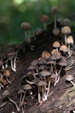 Coprinus Miccaceus mantarı ağacın yanında, yaklaş.