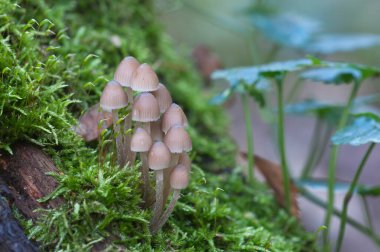 Meşe başlıklı mantar (Mycena inclinata) eski bir kütük üzerinde, yakın çekim
