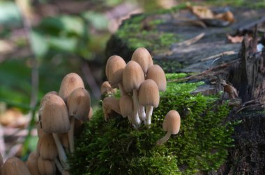 Coprinus Miccaceus mantarı ağacın yanında, yaklaş.