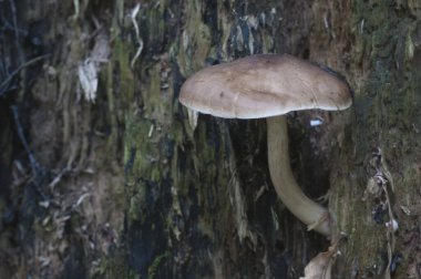 Bir huş ağacının üzerinde geyik mantarı (Pluteus cervinus)