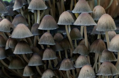 Coprinus Miccaceus mantarı ağacın yanında, yaklaş.