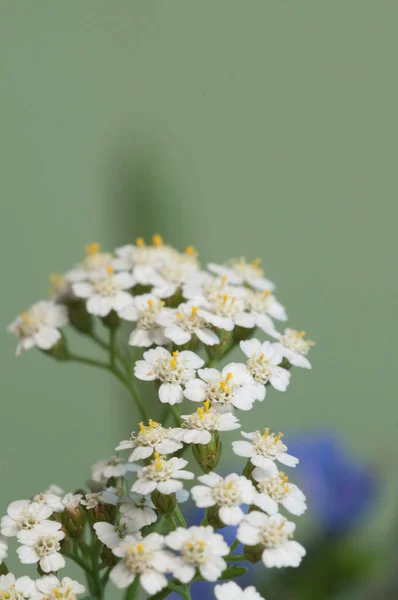 Achillea Flowers Green Background Close — Stock Photo, Image