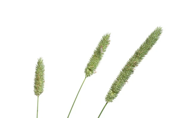 Timothy Grass Phleum Pratense White Background Close — 스톡 사진