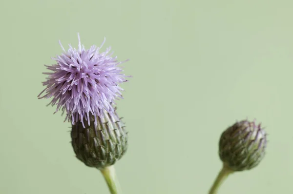 Cirsium Arvense Plíživé Bodláčí Květ Zeleném Pozadí — Stock fotografie