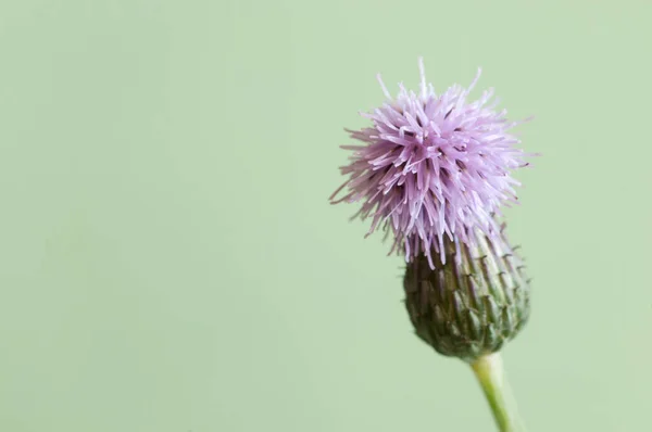 Cirsium Arvense Plíživé Bodláčí Květ Zeleném Pozadí — Stock fotografie