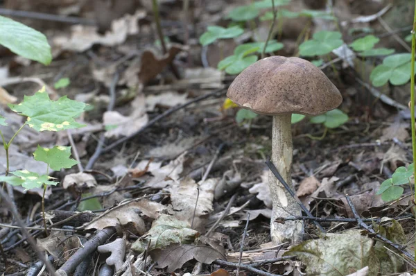 Birch Bolete Mushroom Forest Grass Autumn — Stock Photo, Image