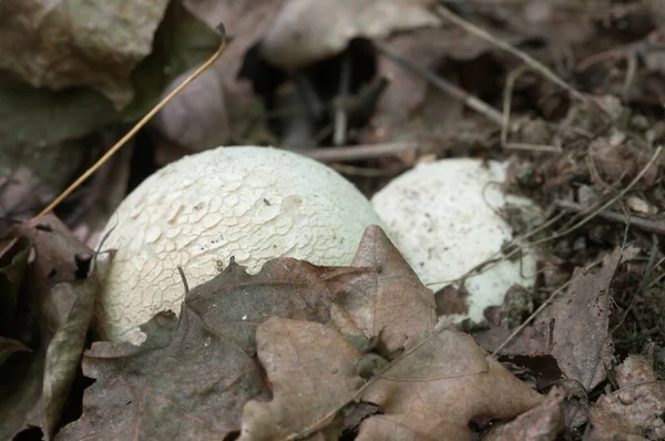 Phallus Impudicus Common Stinkhorn Mushroom Autumn Leaves — Stock Photo, Image