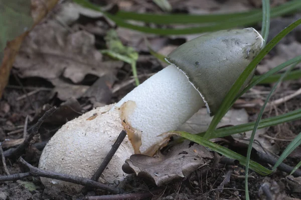 Phallus Impudicus Cuerno Olor Común Hongo Hojas Otoño — Foto de Stock