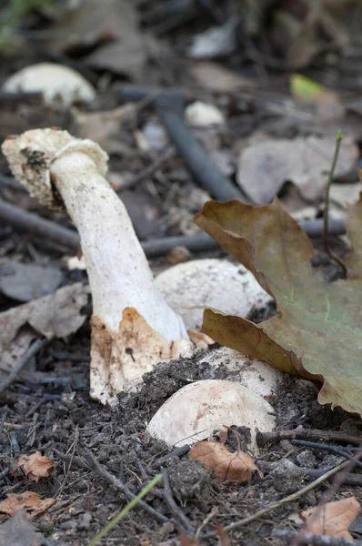 Phallus Impudicus Common Stinkhorn Mushroom Autumn Leaves — Stock Photo, Image