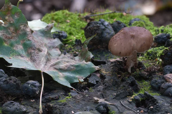 Szarvasgomba Pluteus Cervinus Nyírfa Csonkon — Stock Fotó