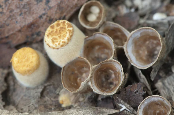 Crucibulum Laeve Ninho Pássaro Comum Cogumelos Nas Folhas Outono — Fotografia de Stock