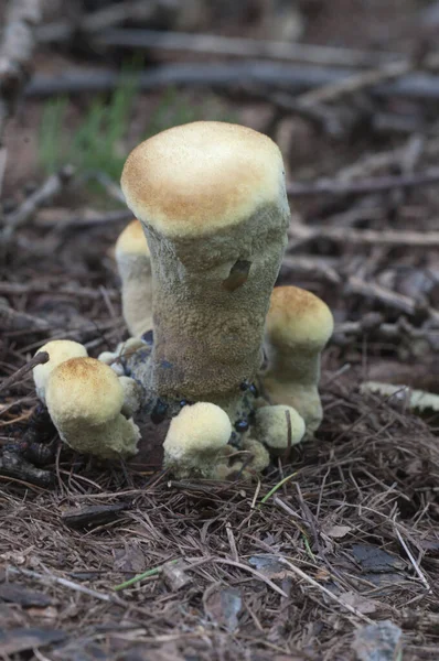 Hyhellum Suaveolens Mushroom Close Shot Local Focus — стоковое фото