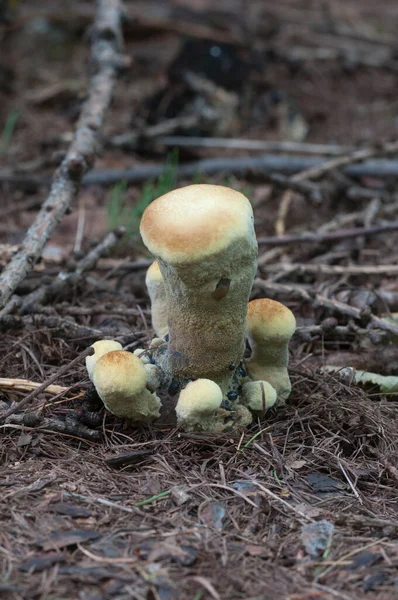 Hyhellum Suaveolens Mushroom Close Shot Local Focus — стоковое фото